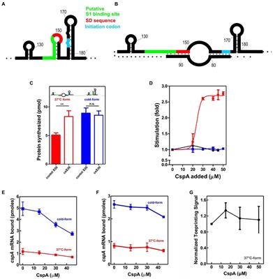 Frontiers Escherichia coli CspA stimulates translation in the